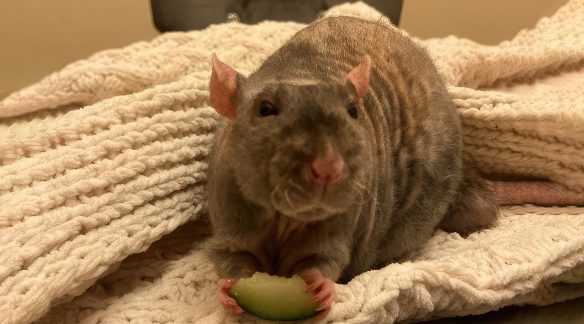 A BNO staff member's pet mouse.