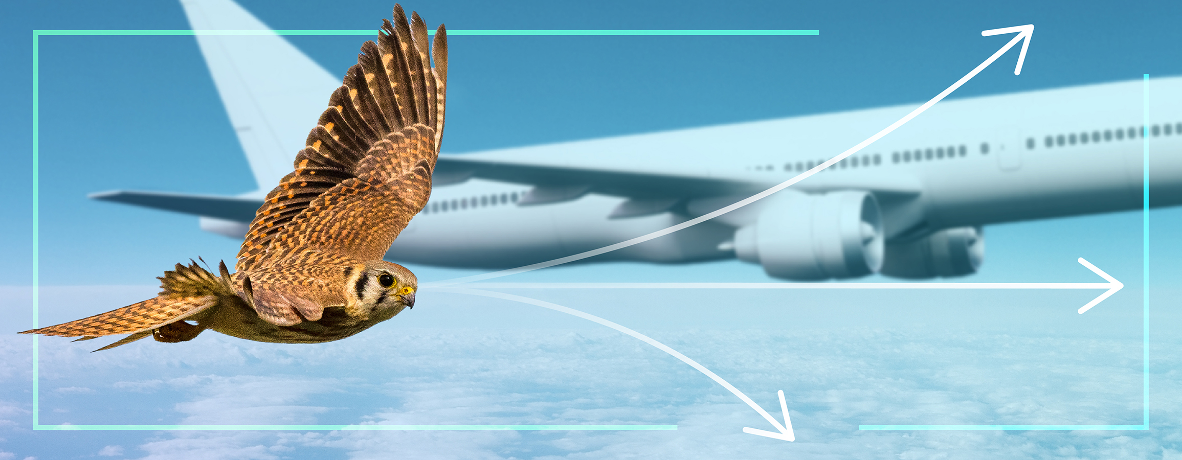 A falcon able to take multiple flight paths, unlike the plane in the background.