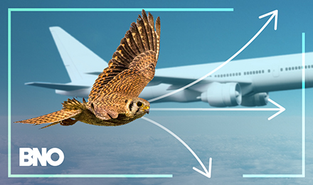 A falcon able to take multiple flight paths, unlike the plane in the background.